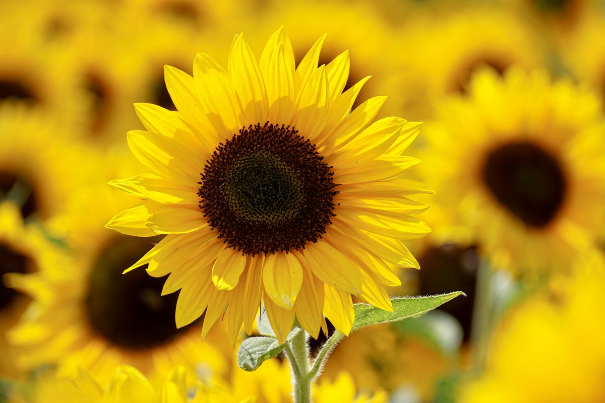 Sunflower Market Bunch