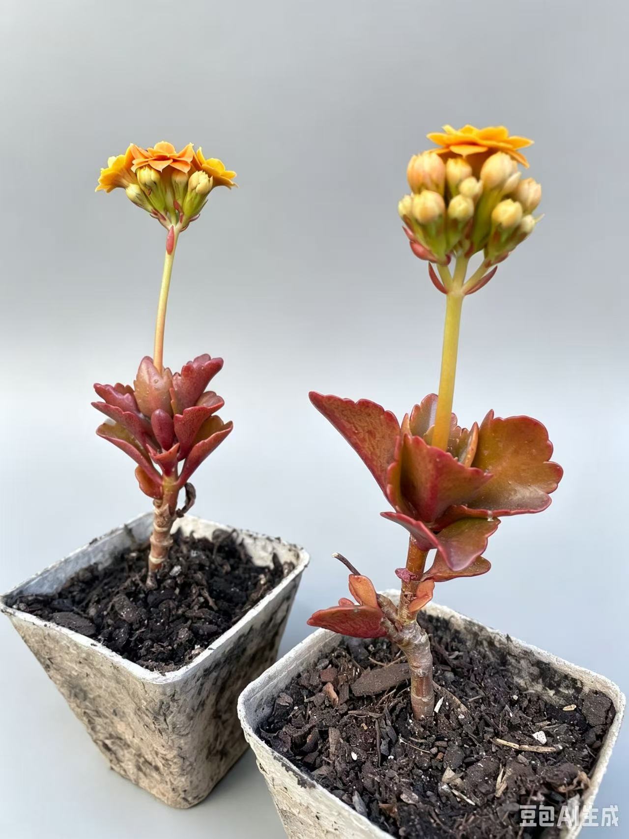 Kalanchoe blossfeldiana